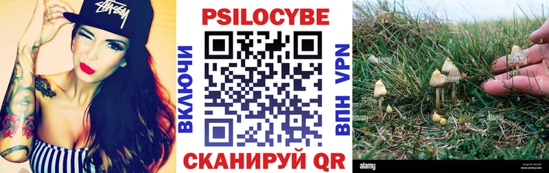 Купить закладки  Завитинск  Псилоцибиновые грибы GOLDEN TEACHER 